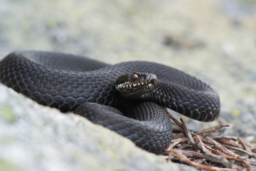Kreuzotter - Vipera berus