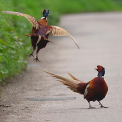 Two male ring-necked pheasant fight on the road in Devon