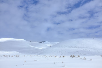 Snowy Day in Yellowstone