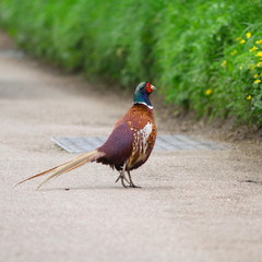 Male ring-necked pheasant on the road in Devon