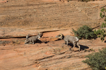 Desert Bighorn Sheep Rutting in Fall