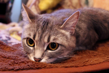 muzzle of Scottish Straight cat