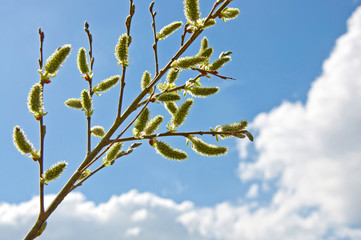 Beautiful spring card. Pussy-willow on blue sky background