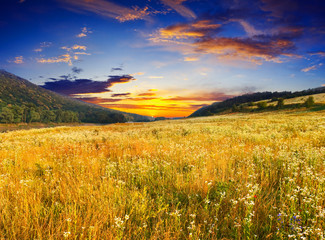 morning meadow