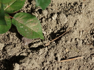 foglia e pianta