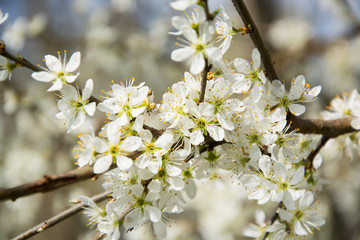 Clouseup of white plum flower