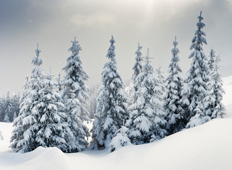 Fototapeta premium winter landscape