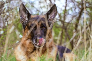 Schäferhund