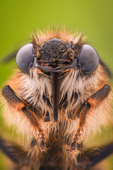 Extreme magnification - Honey Bee