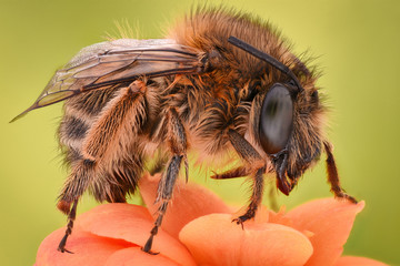 Extreme magnification - Bee pollinating flower