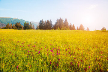 Fototapeta premium Fantastic sunny day