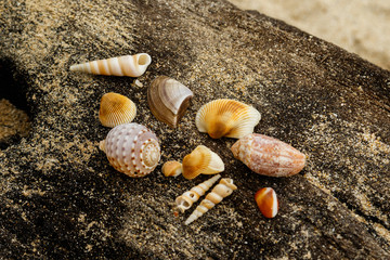 Different seashells and sand