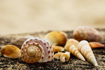 Different seashells and sand