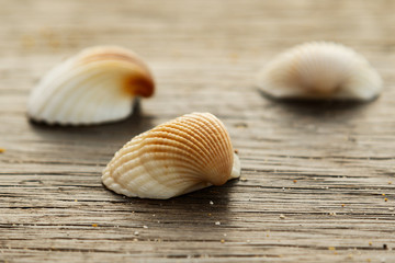 Seashells on wooden surface