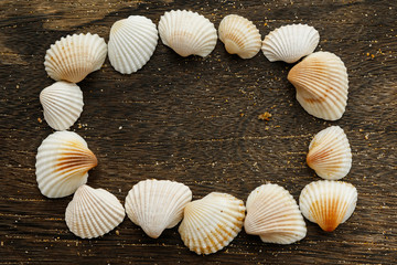 Seashells on wooden surface