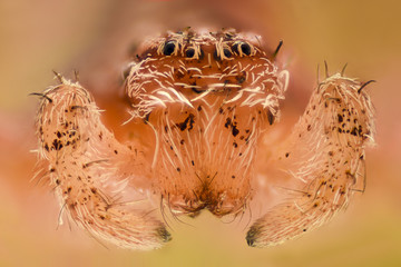 Extreme magnification - White spider, front view