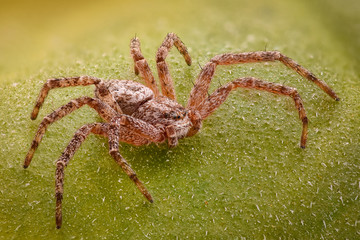 Extreme magnification - Spider on a leaf