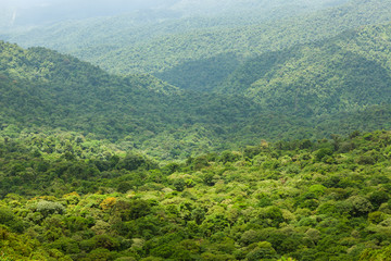 Rainforest landscape in Monteverde Costa Rica