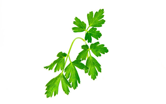 Curly Leaf Parsley sprig from the garden