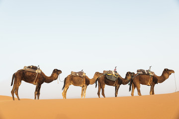 Sahara desert dromedary. Morocco.