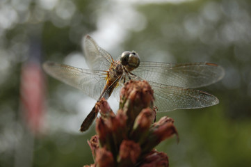 Dragonfly Wing Detail