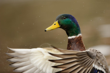 Mallard drake portrait with bob wings