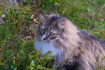 Norwegian forrest cat