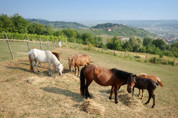 Naklejka na ściany i meble Horses grazing on meadow