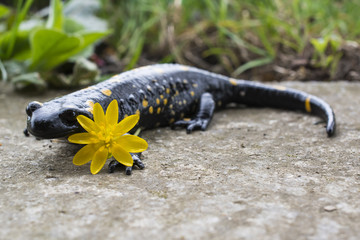 Salamandra salamandra