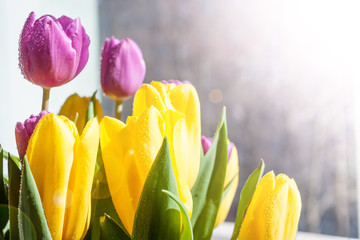 Naklejka premium beautiful yellow and violet spring tulips