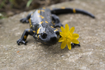 Salamandra salamandra