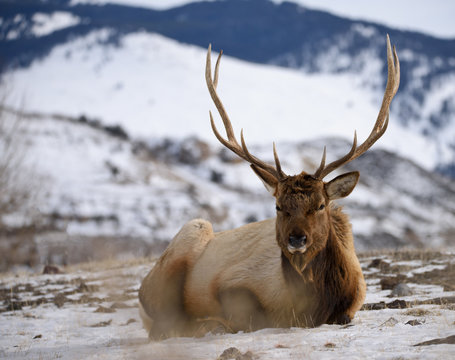 Fototapeta Bull Elk Resting