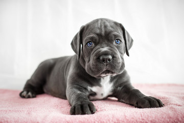 Puppy Cane Corso gray color on the background
