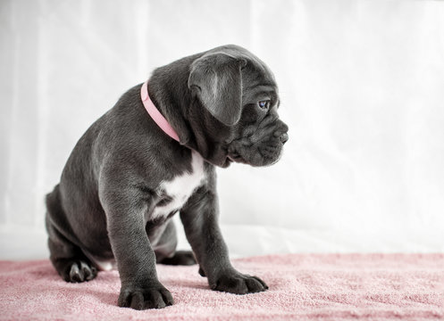 Puppy Cane Corso gray color on the background