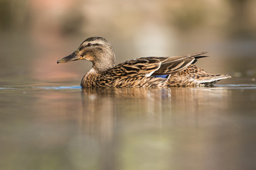 Mallard, Duck, Anas platyrhynchos