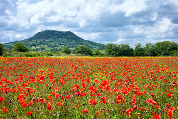 Poppy Field, Countryside
