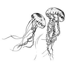 Naklejka premium Vector illustration jellyfish. Painted by hand.
