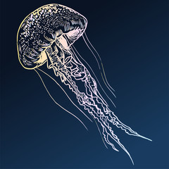 Vector illustration jellyfish. Painted by hand.