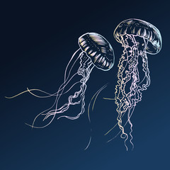 Vector illustration jellyfish. Painted by hand.