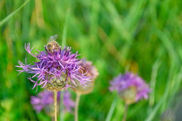insect on purple flower cornflower on a background of green grass in a field in summer