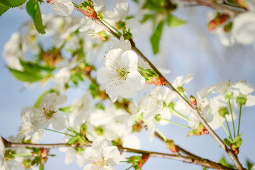 cherry flower blossoming in spring