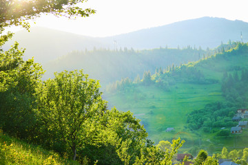 Naklejka premium trees on Carpathian highland meadow