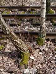 Gleise hiner Birkenstämmen 