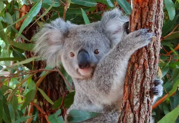 Fotobehang Koala Baby koala
