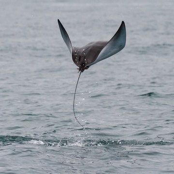 Flying Manta Ray with Wings flapping