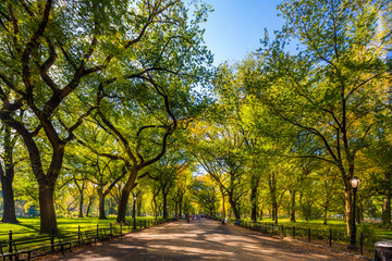 Fototapeta Beautiful park in beautiful city..Central Park. The Mall area in Central Park at autumn., New York City, USA obraz