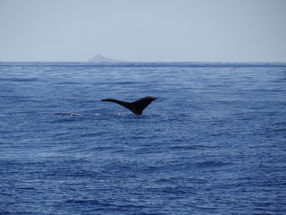 Fototapeta premium Wale! Beautiful Napali Coast, Island of Kauai, Hawaii.