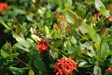 Obraz na płótnie Canvas ciel nuage plage fleur plante botanique exterieur printemps nature papillon baie jardin lezard reptile