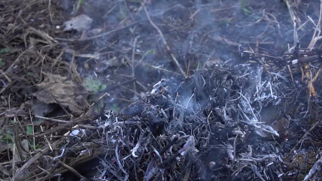 Steaming burnt grass. Consequences of a fire. Slow motion