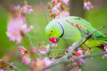 Ring necked parakeet eating flowers in the tree on the blurred background